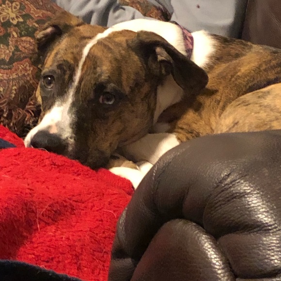 Smoke free, pet friendly home - Picture 2 of 2